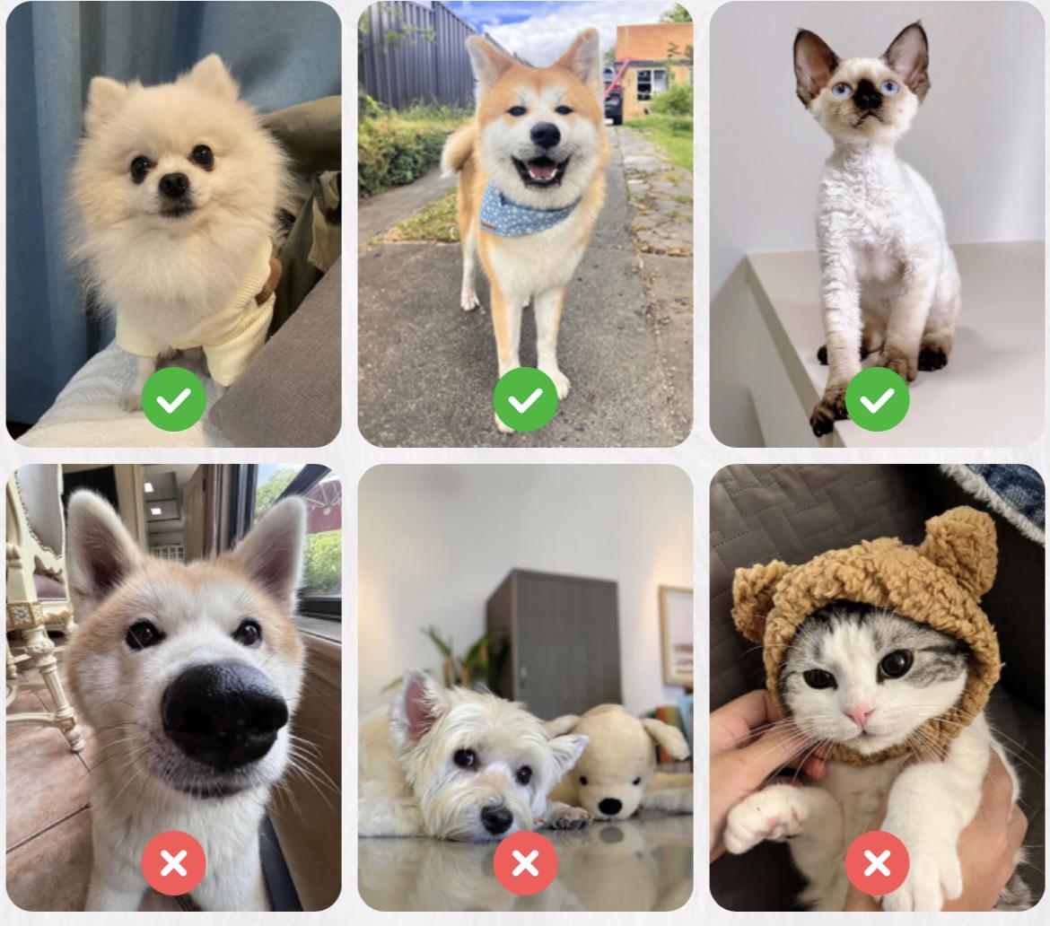 Pets.JPEG